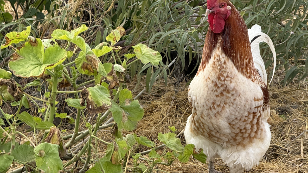A chicken with a red comb stands beside green plants in a farm setting.